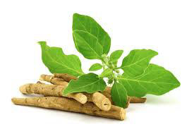 Ashwagandha Extract